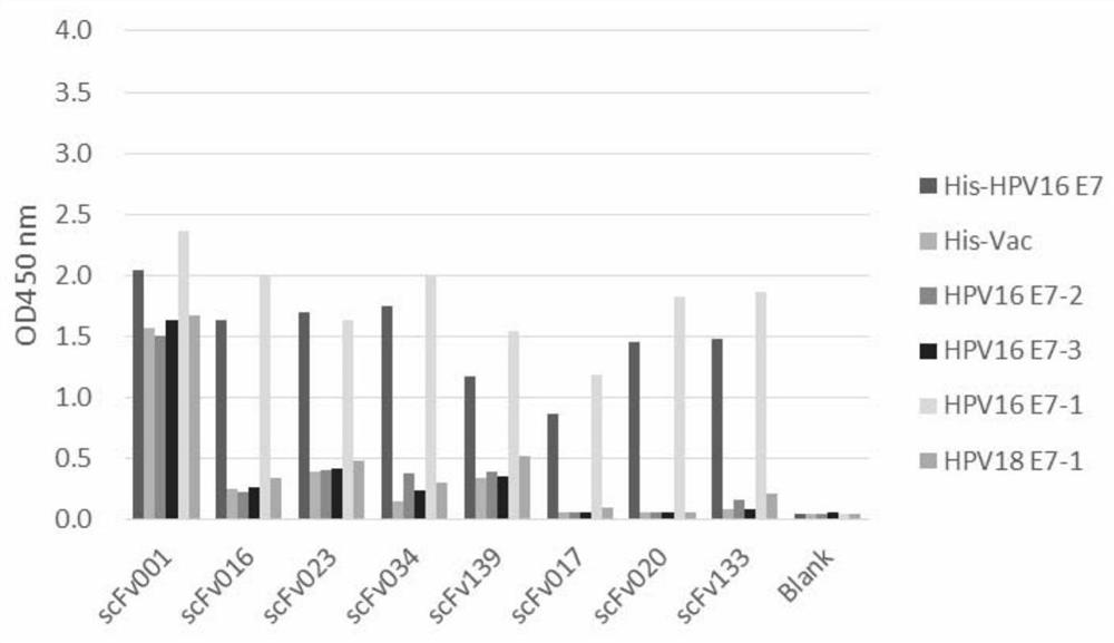 Monoclonal antibody for recognizing high-risk hpv E7 protein and its application