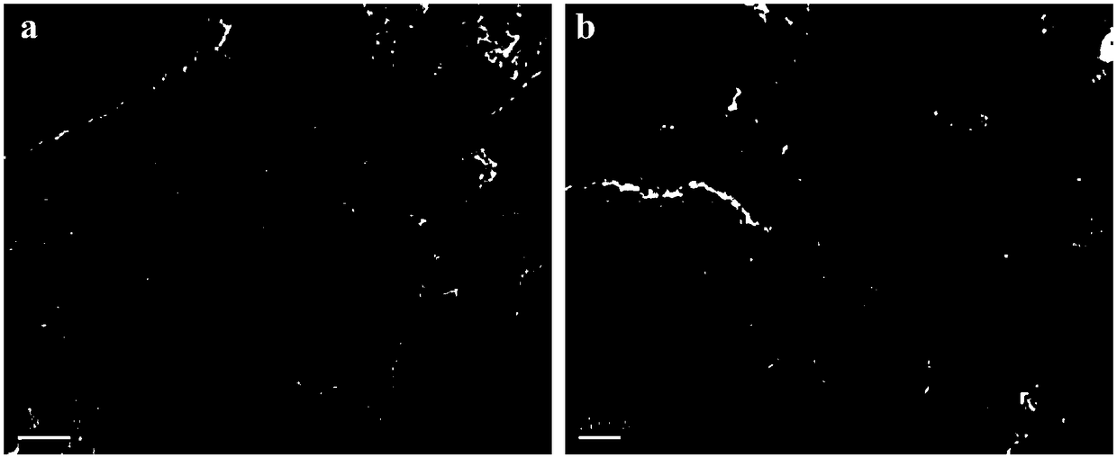 Preparation method for novel magnetic induction C3N4/Fe3O4 composite film and application of composite film