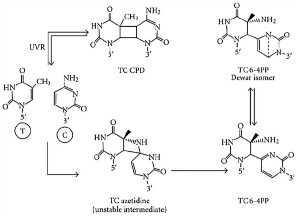 A group of antibodies that recognize pyrimidine dimers caused by ultraviolet irradiation of DNA