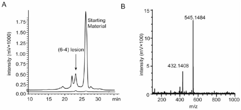 A group of antibodies that recognize pyrimidine dimers caused by ultraviolet irradiation of DNA