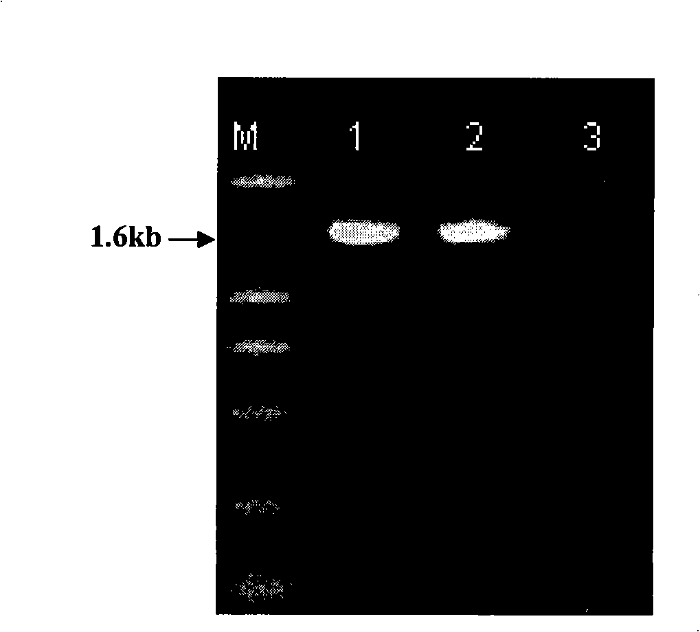 Method for preparing coronatine and special strain thereof