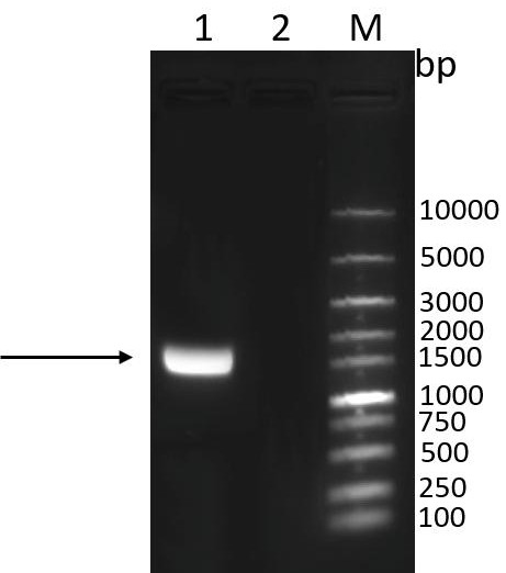 Canine adenovirus genetic engineering subunit vaccine, its preparation method and application