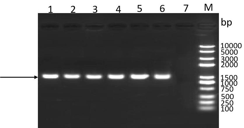 Canine adenovirus genetic engineering subunit vaccine, its preparation method and application