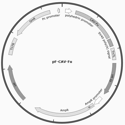 Canine adenovirus genetic engineering subunit vaccine, its preparation method and application