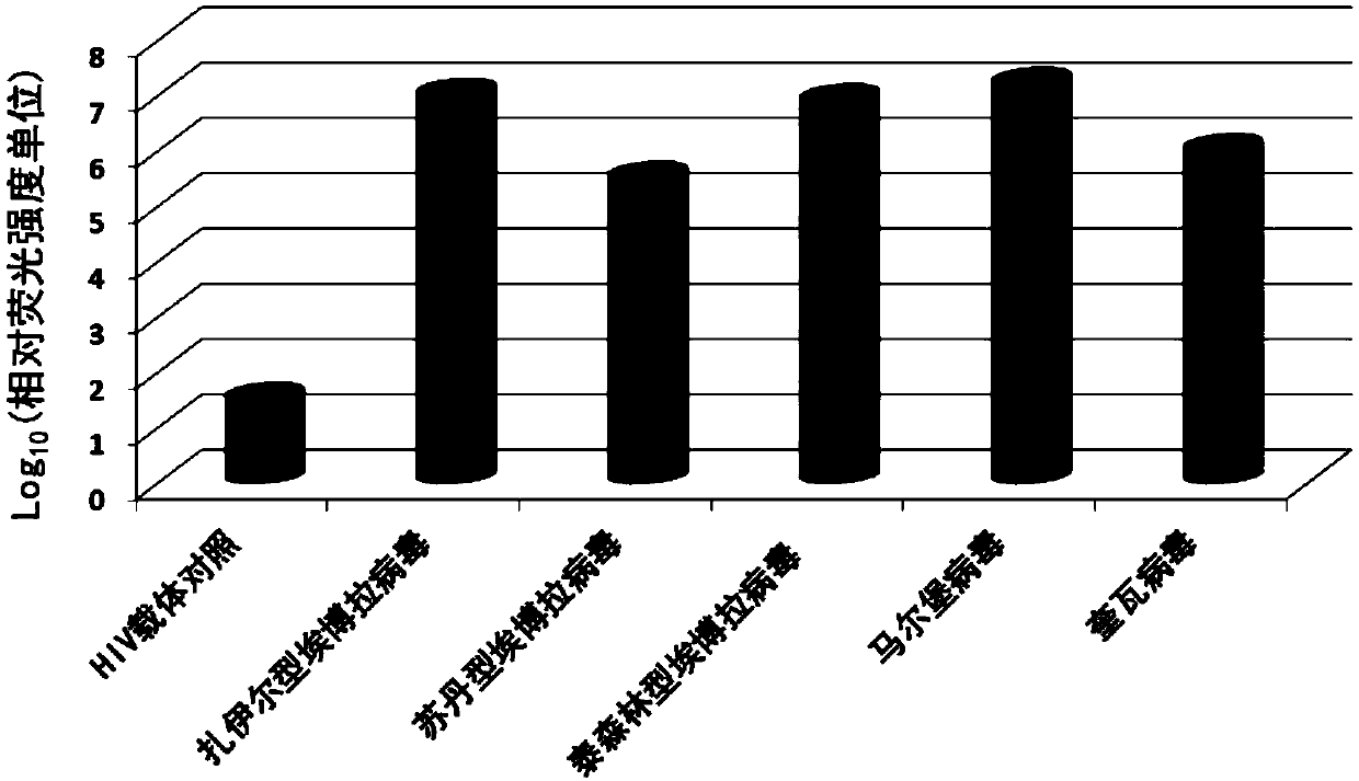 Application of sclareol and sclareolide in resisting filovirus infection