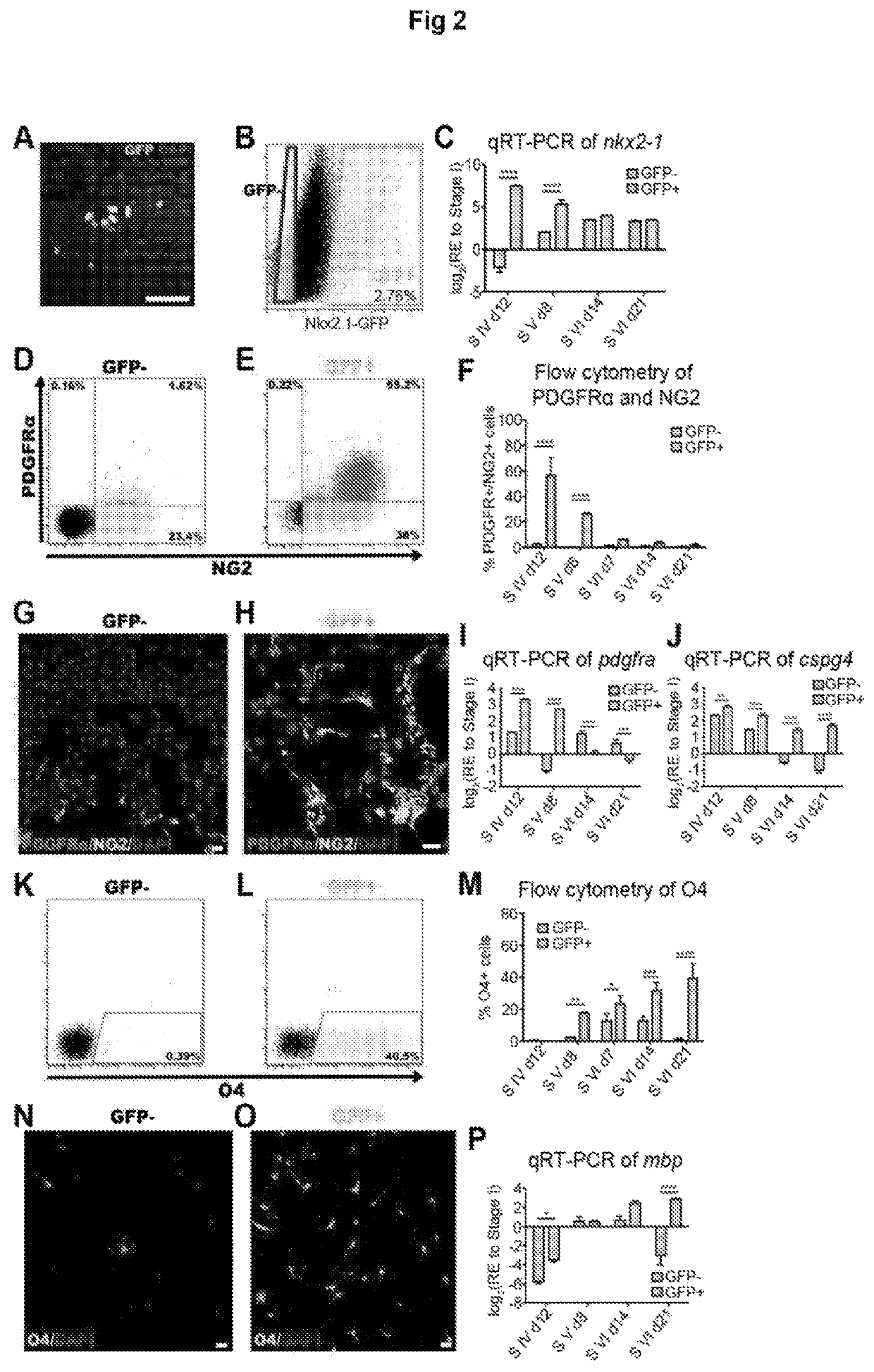 Oligodendroglial cell culturing methods and in methods for treating neurodegenerative disorders by using thyroid hormones or analogues