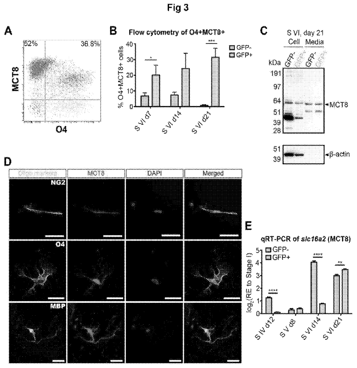 Oligodendroglial cell culturing methods and in methods for treating neurodegenerative disorders by using thyroid hormones or analogues