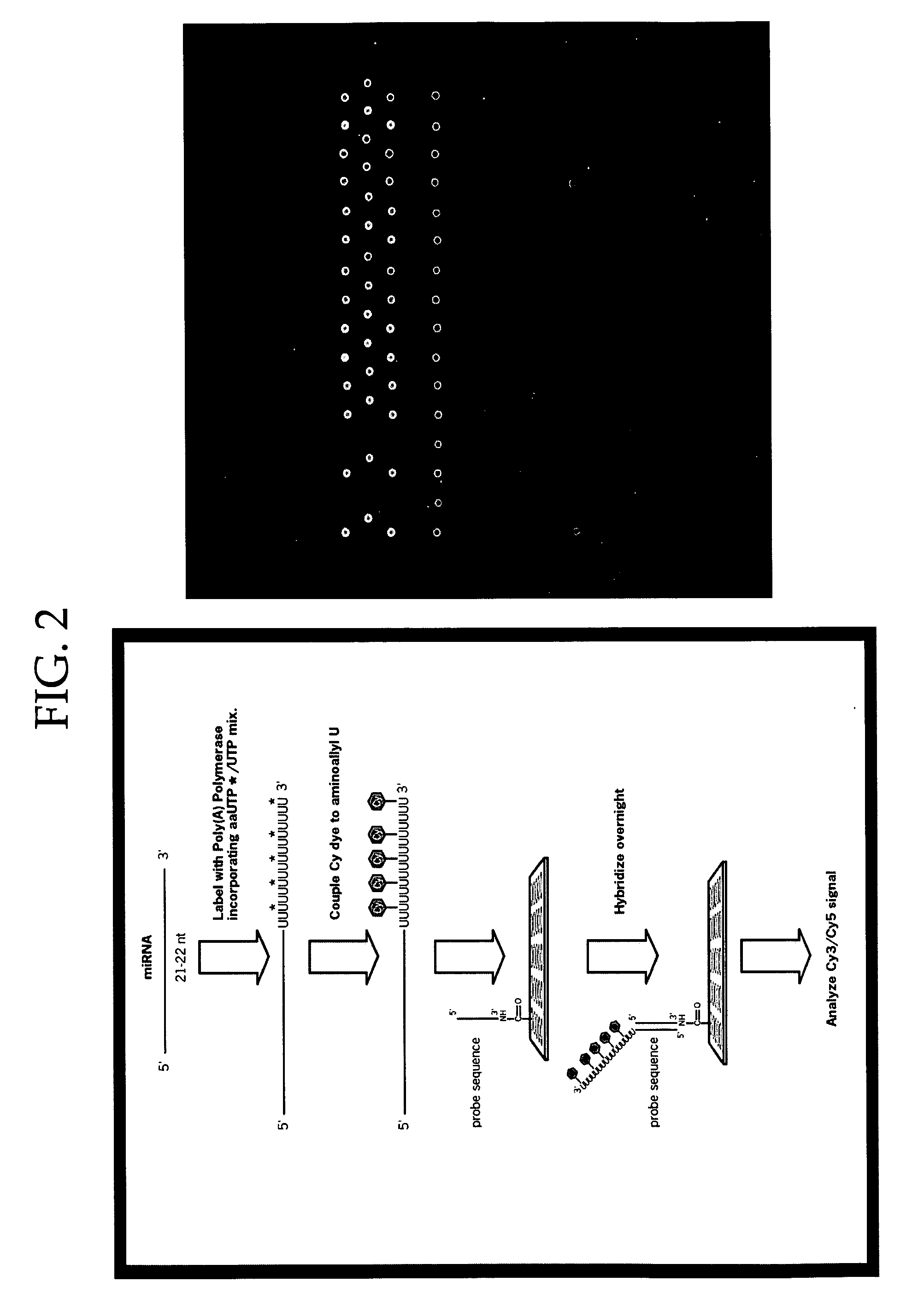 Methods and compositions involving microRNA