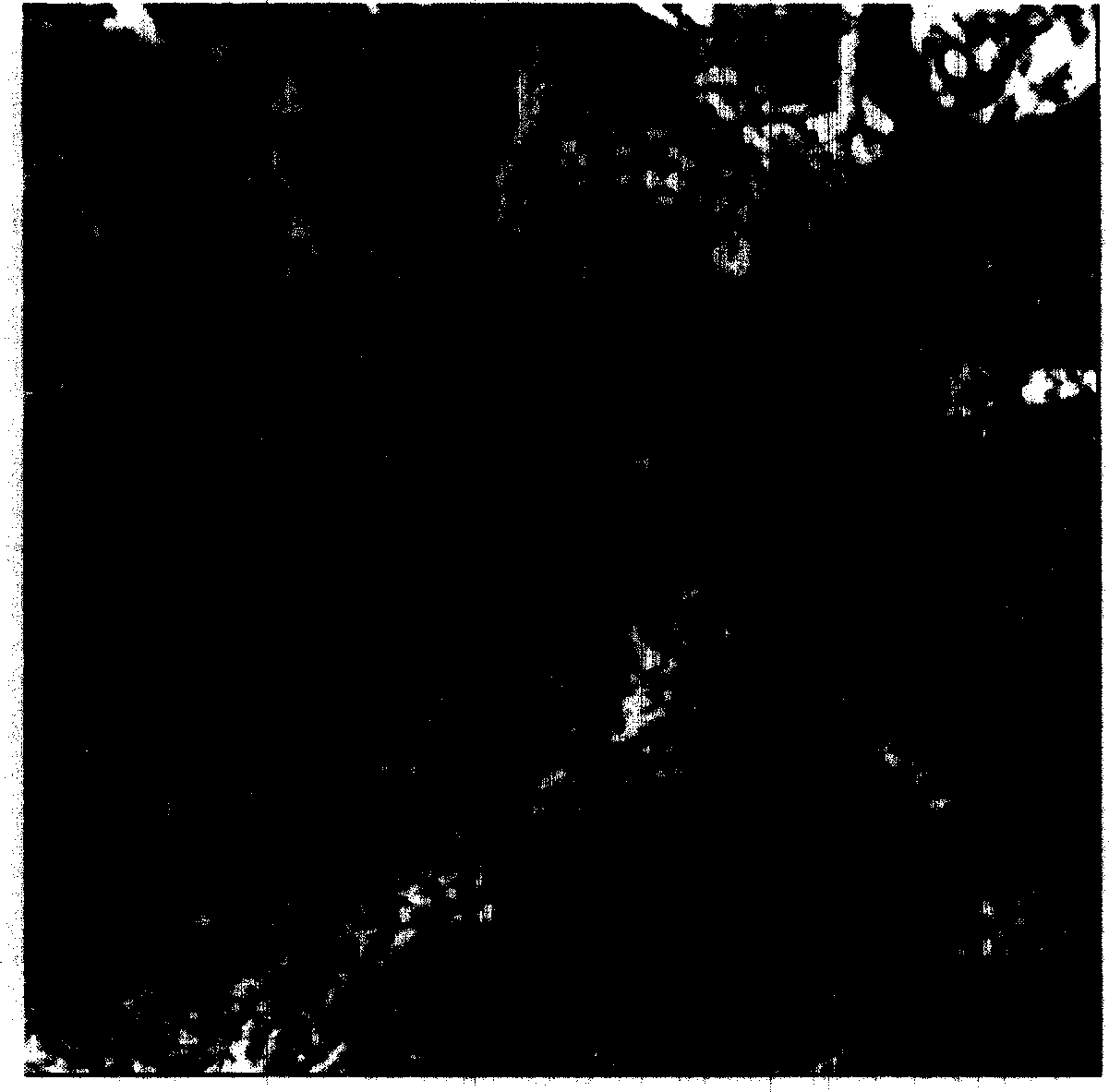 Method for producing biolgoical sample embedded block based on atomic force microscope observation