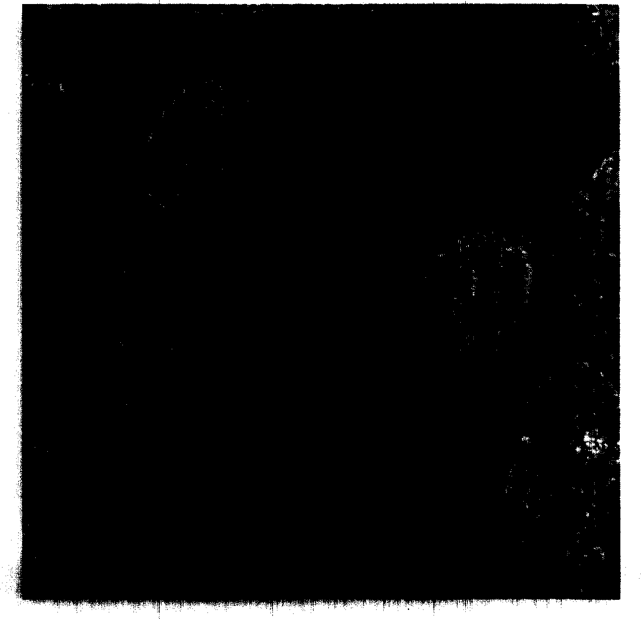 Method for producing biolgoical sample embedded block based on atomic force microscope observation