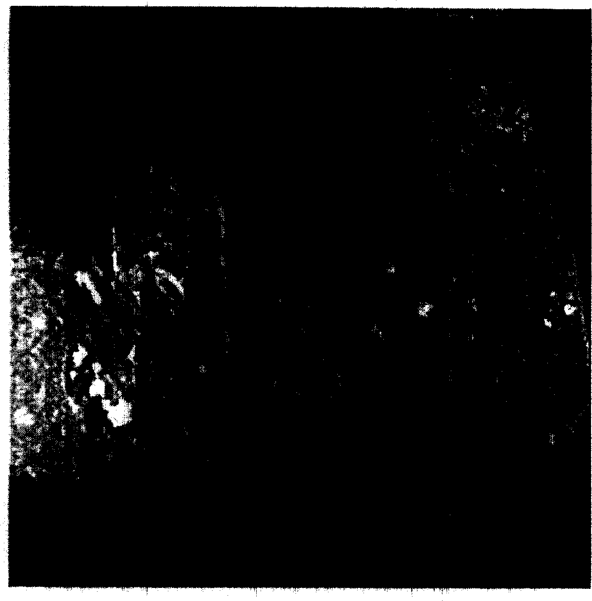 Method for producing biolgoical sample embedded block based on atomic force microscope observation