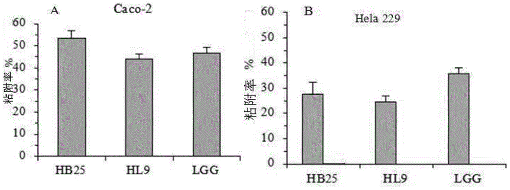 Lactic acid bacteria having ampicillin resistance, and preparation and applications of preparation of lactic acid bacteria having ampicillin resistance