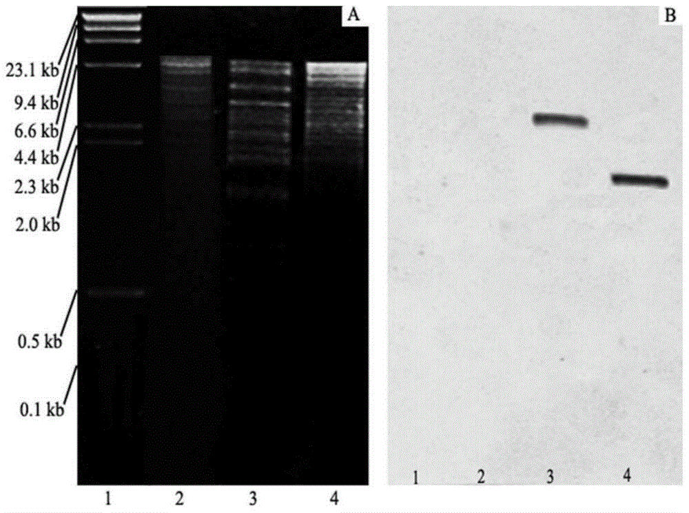 Lactic acid bacteria having ampicillin resistance, and preparation and applications of preparation of lactic acid bacteria having ampicillin resistance