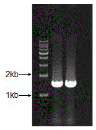 A kind of isobutanol-producing Zymomonas mobilis genetically engineered bacteria and construction method thereof