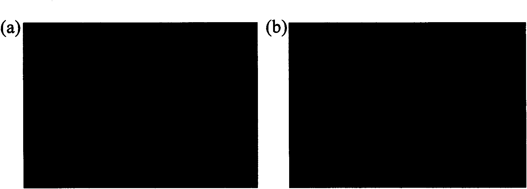 Rabies virus Flury-LEP vaccine strain reverse genetic operating system and LEP green fluorescent protein recombination viral vector