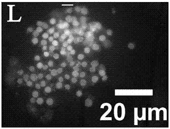 A method for double staining of bovine in vitro fertilized blastocysts