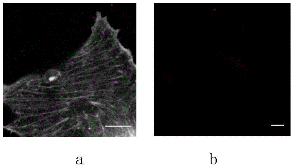 A fluorescent dye probe