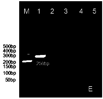 Kit for detecting foot-and-mouth disease virus type O and preparation method thereof