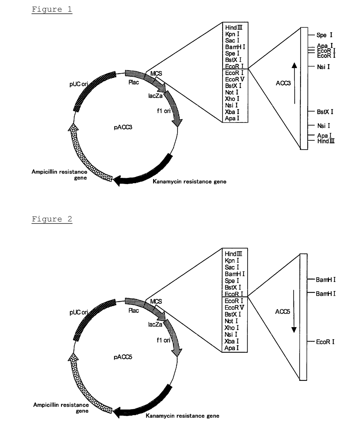 Novel cellulase gene