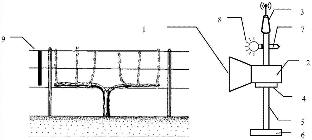 Young grape sprout growing rate measuring system and method based on machine vision