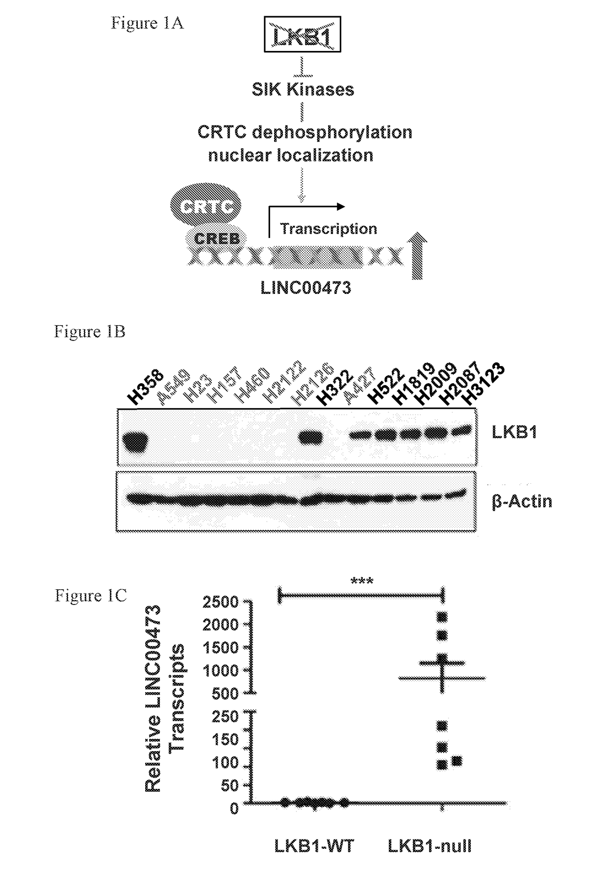 Lncrna serves as a biomarker and therapeutic target