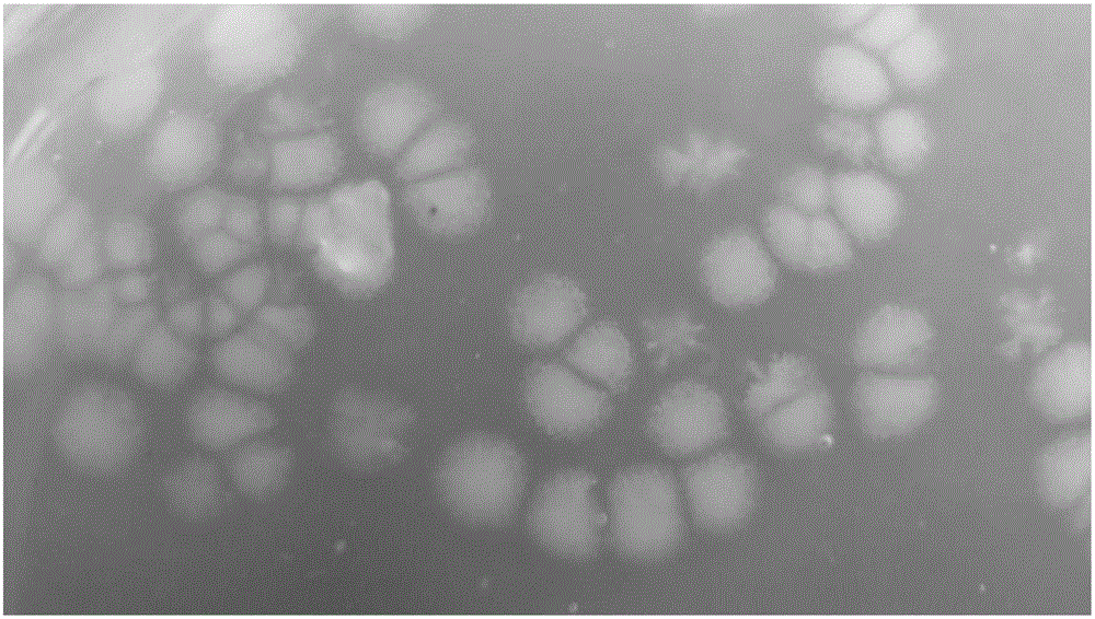 Streptomyces capoamus with capacity of killing root-knot nematodes and developed biological breeding substrate thereof