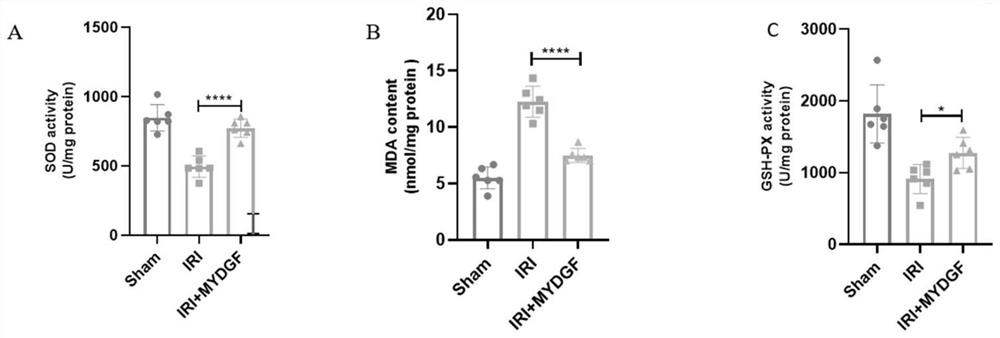 Application of recombinant human myeloid-derived growth factor in treatment of renal ischemia-reperfusion injury