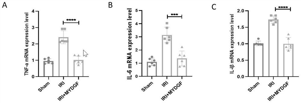 Application of recombinant human myeloid-derived growth factor in treatment of renal ischemia-reperfusion injury