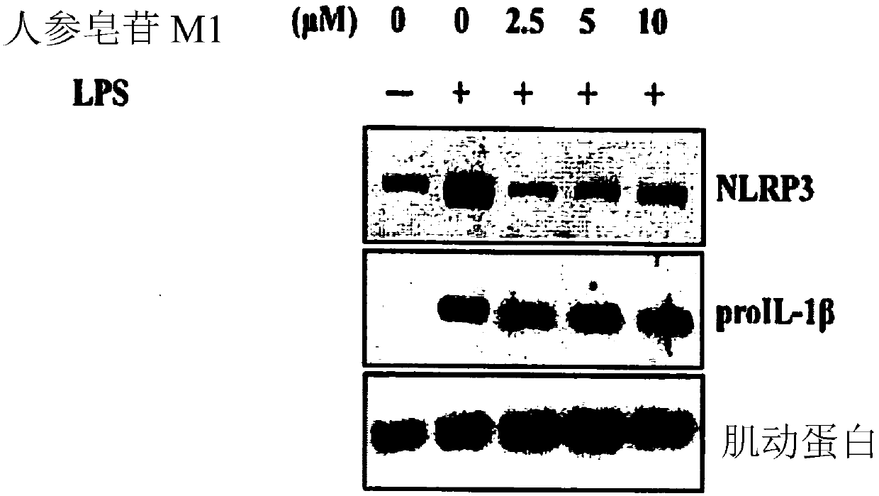 Use Of Ginsenoside M1 For Preventing Or Treating Silicosis