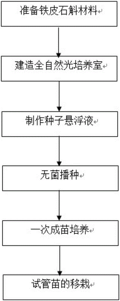 Rapid propagation method of high-quality seedlings of Dendrobium officinale with natural light cultivation for one-step seedling formation