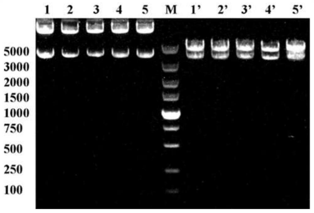 Carboxylic acid reductase recombinant plasmid as well as construction method and application thereof