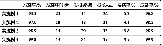 Seedling method of cherries