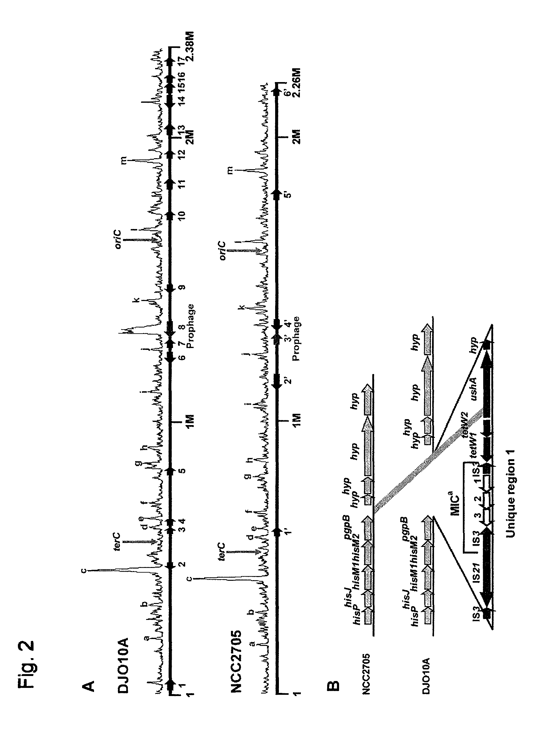 Lantibiotics and uses thereof