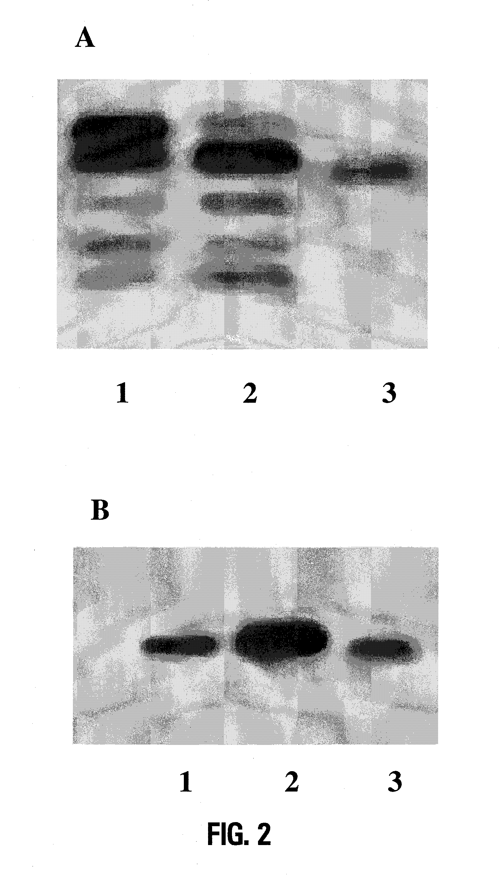 Lipid a deficient mutants of neisseria meningitidis