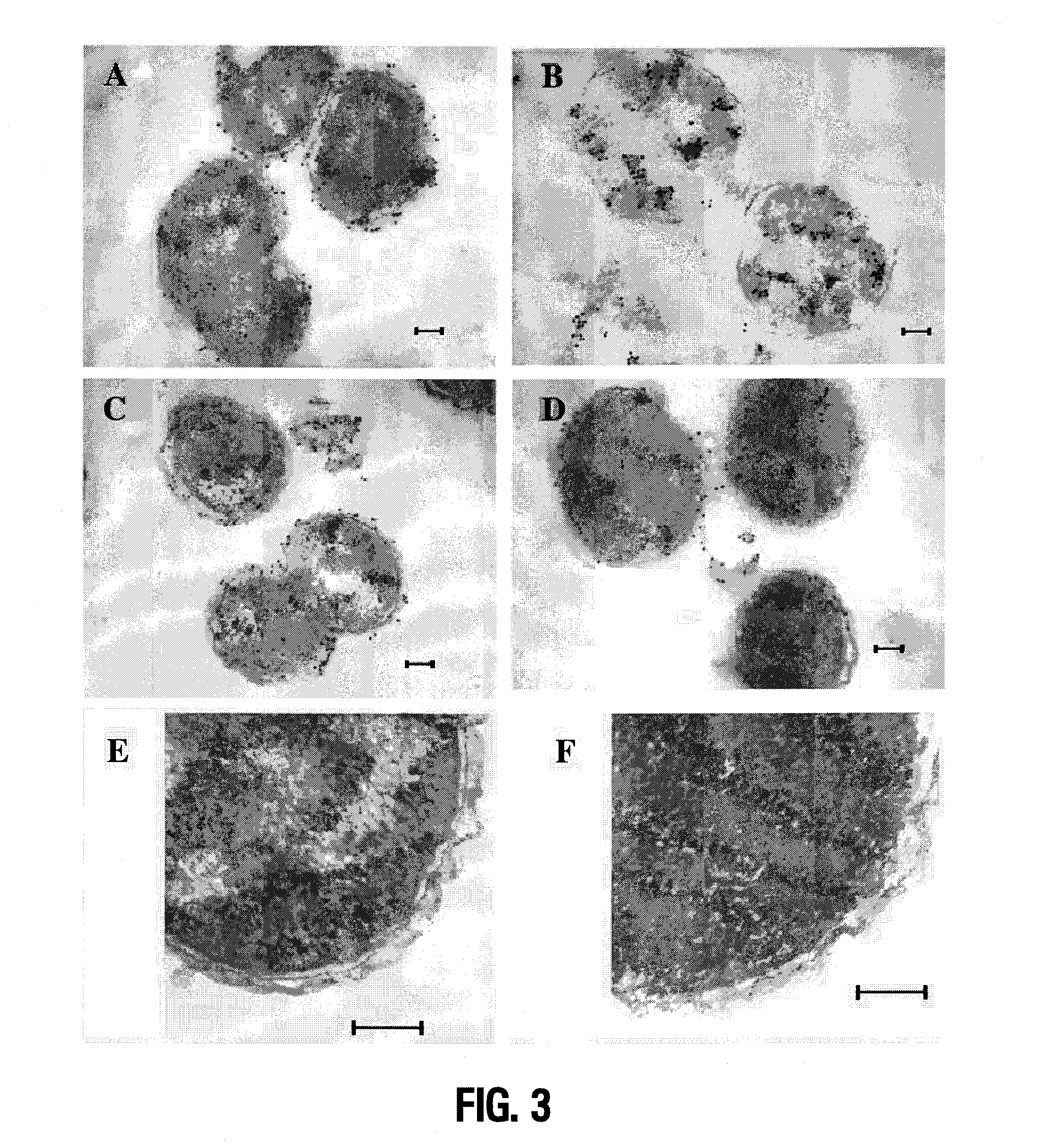 Lipid a deficient mutants of neisseria meningitidis