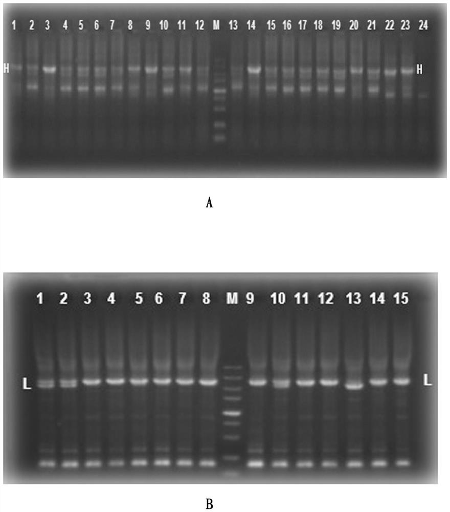 Anti-chikungunya fever fully human monoclonal antibody targeting specific epitopes and its application