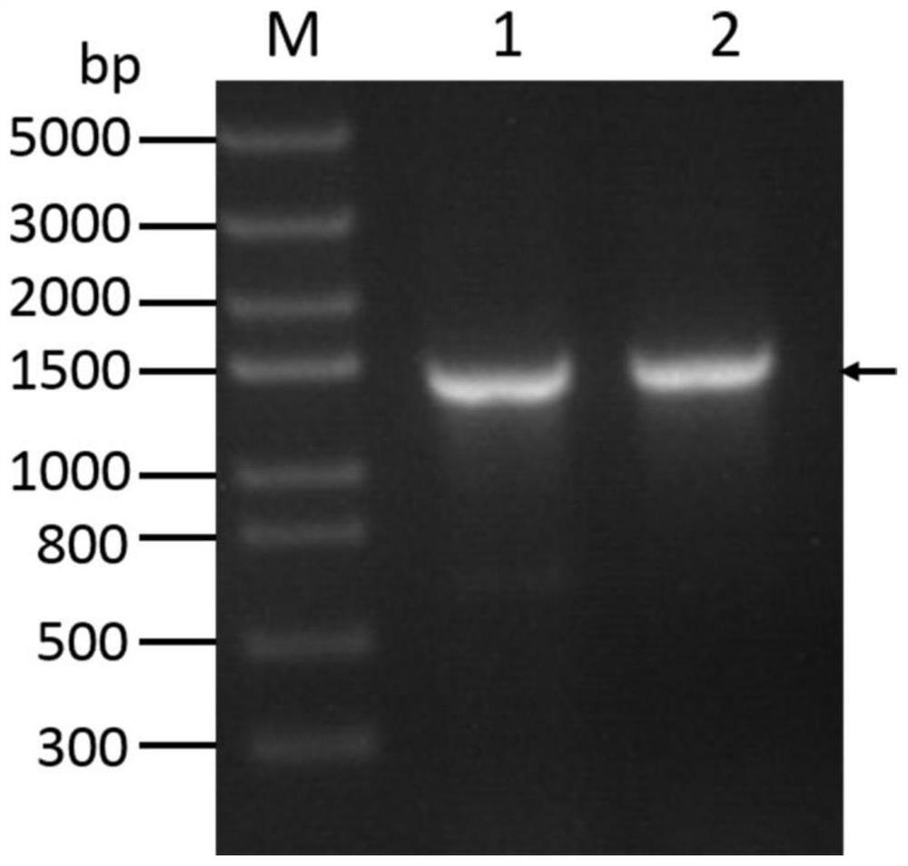 Camelid-derived nanobodies capable of specifically binding to carbonic anhydrase IX and applications thereof