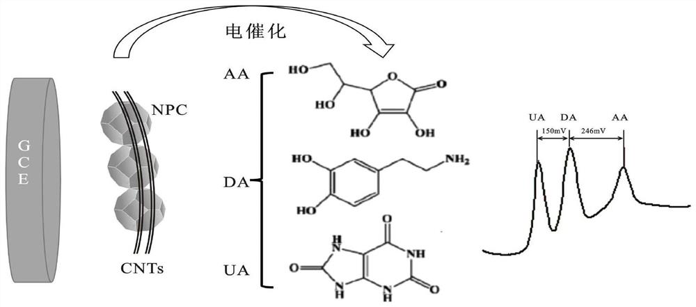 Preparation method and application of carbon nanotube wrapped nitrogen-doped porous carbon composite material