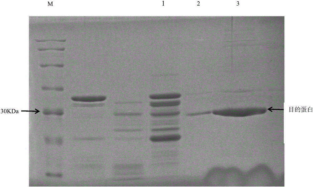 Apostichopus japanicus ITGB gene, coding protein, cloning method of ITGB gene and construction method of recombinant apostichopus japanicus ITGB genetically engineered bacteria