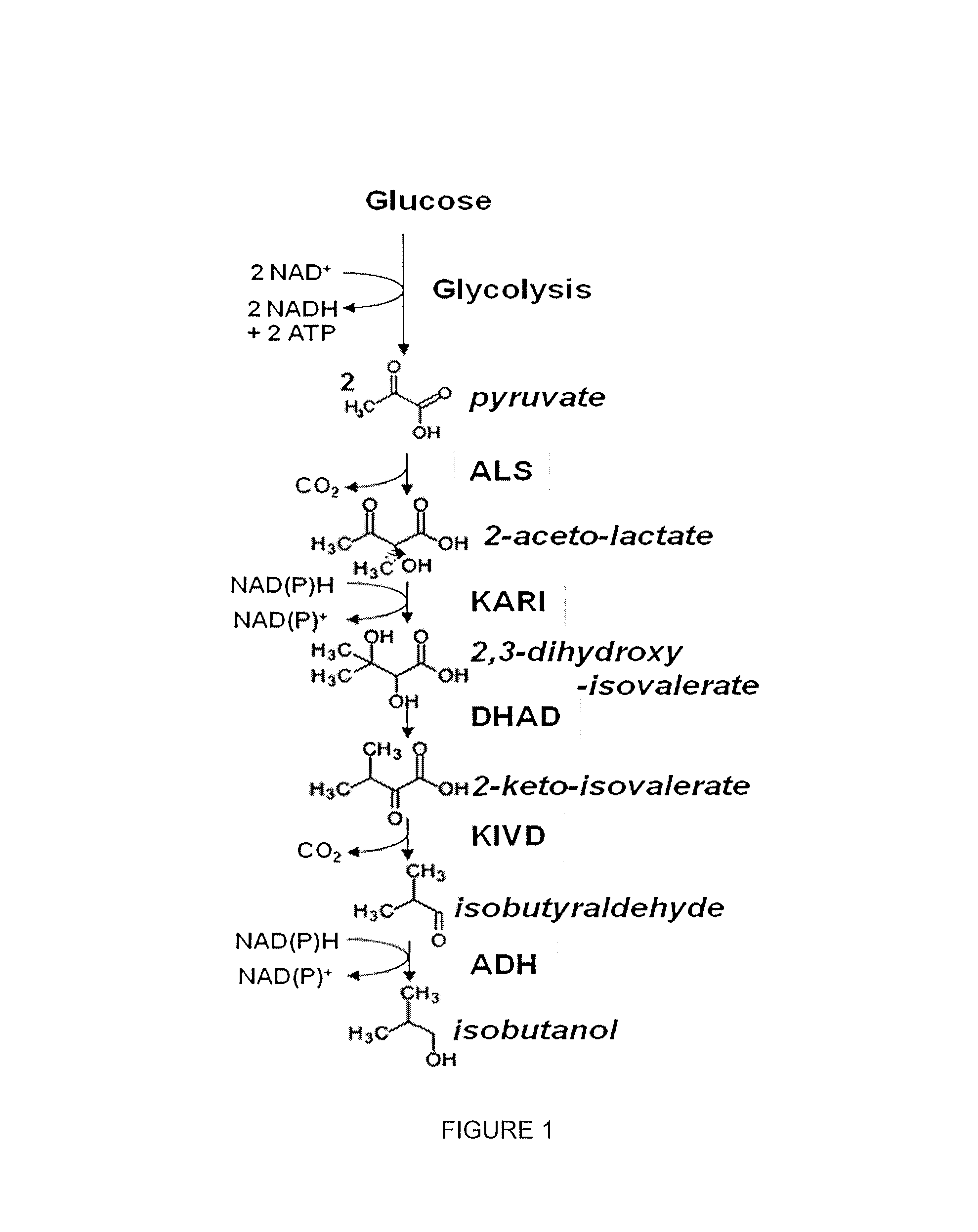 Modified alcohol dehydrogenases for the production of fuels and chemicals