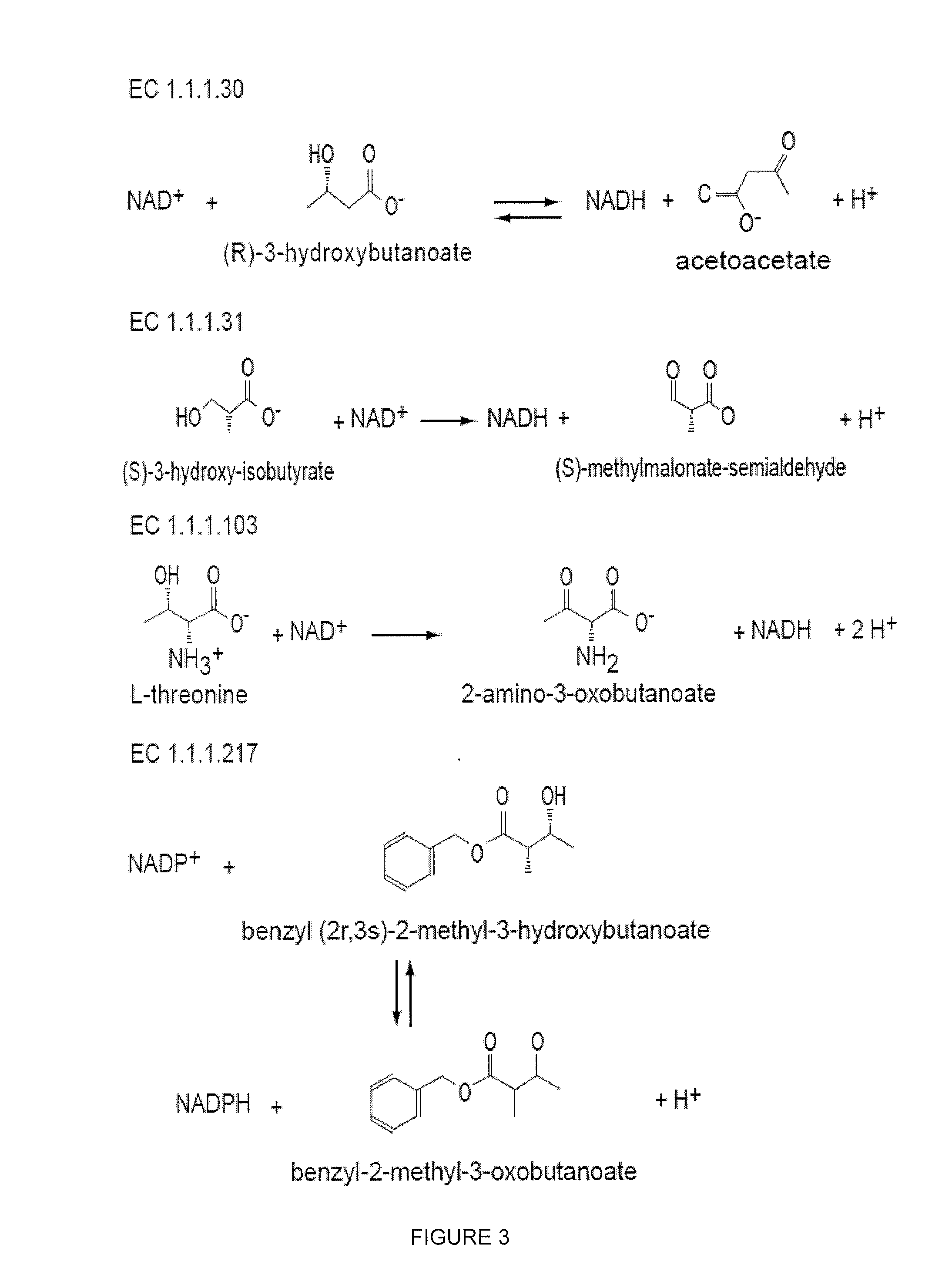 Modified alcohol dehydrogenases for the production of fuels and chemicals