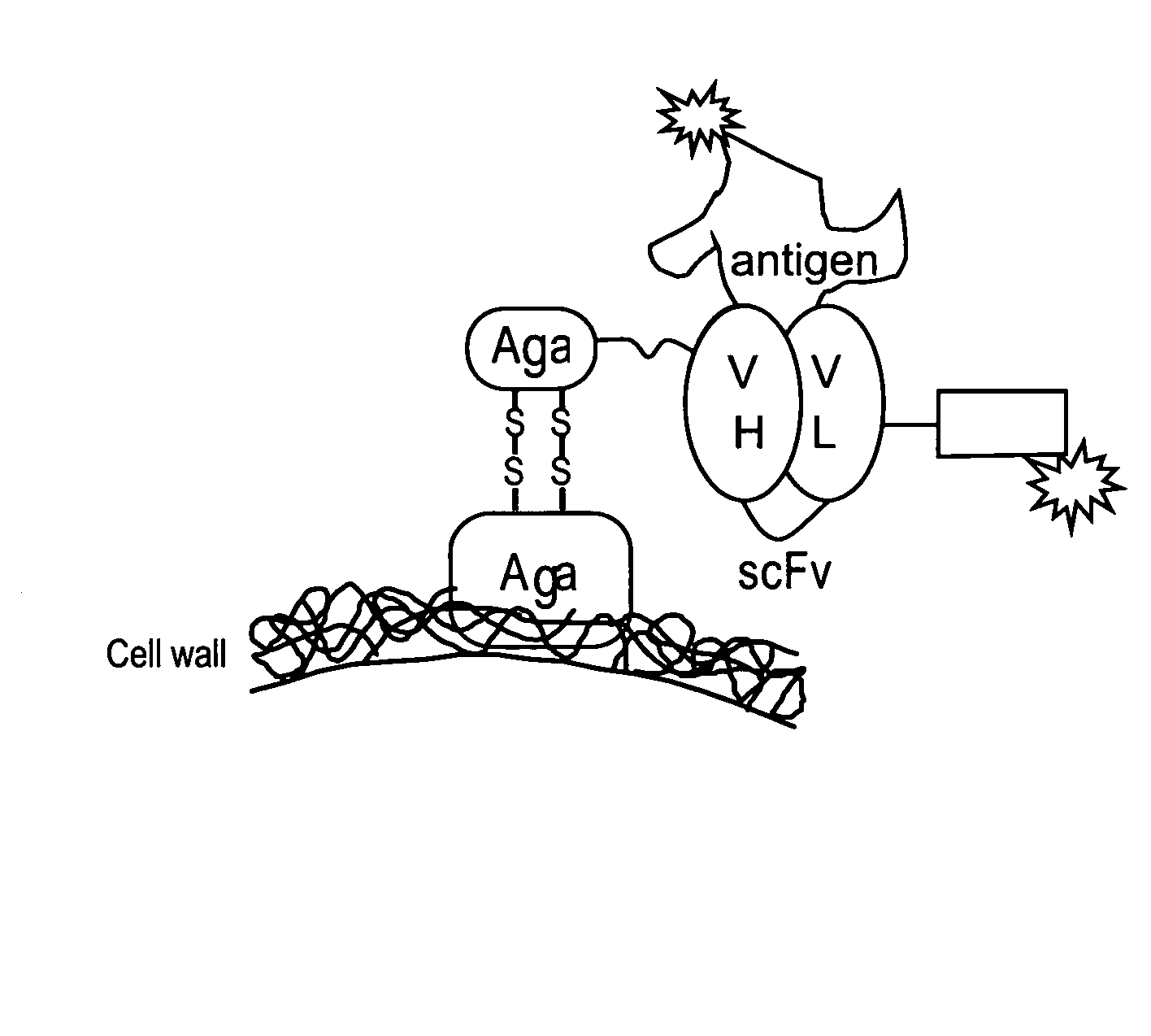 Immunosuppressant binding antibodies and methods of obtaining and using same