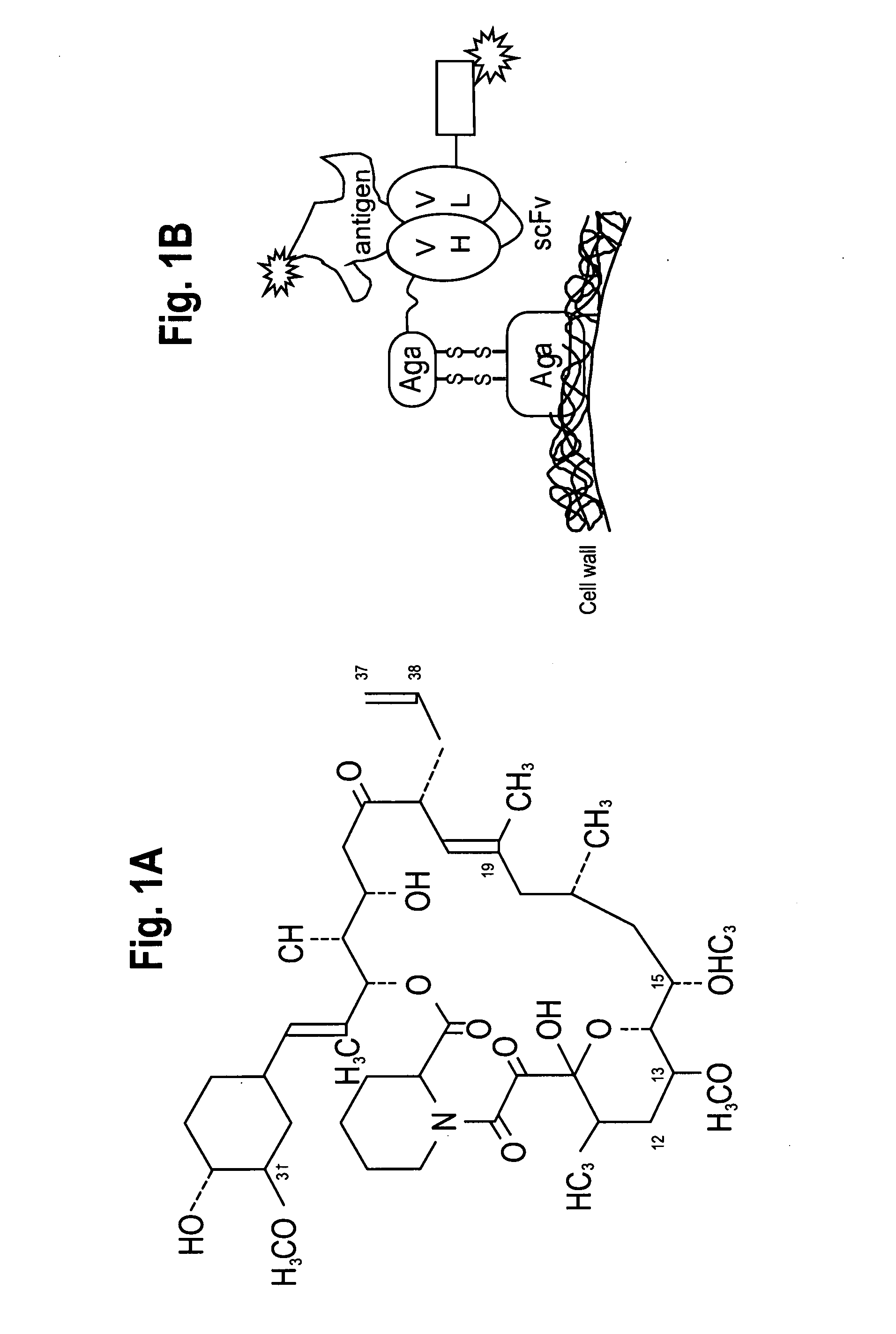 Immunosuppressant binding antibodies and methods of obtaining and using same