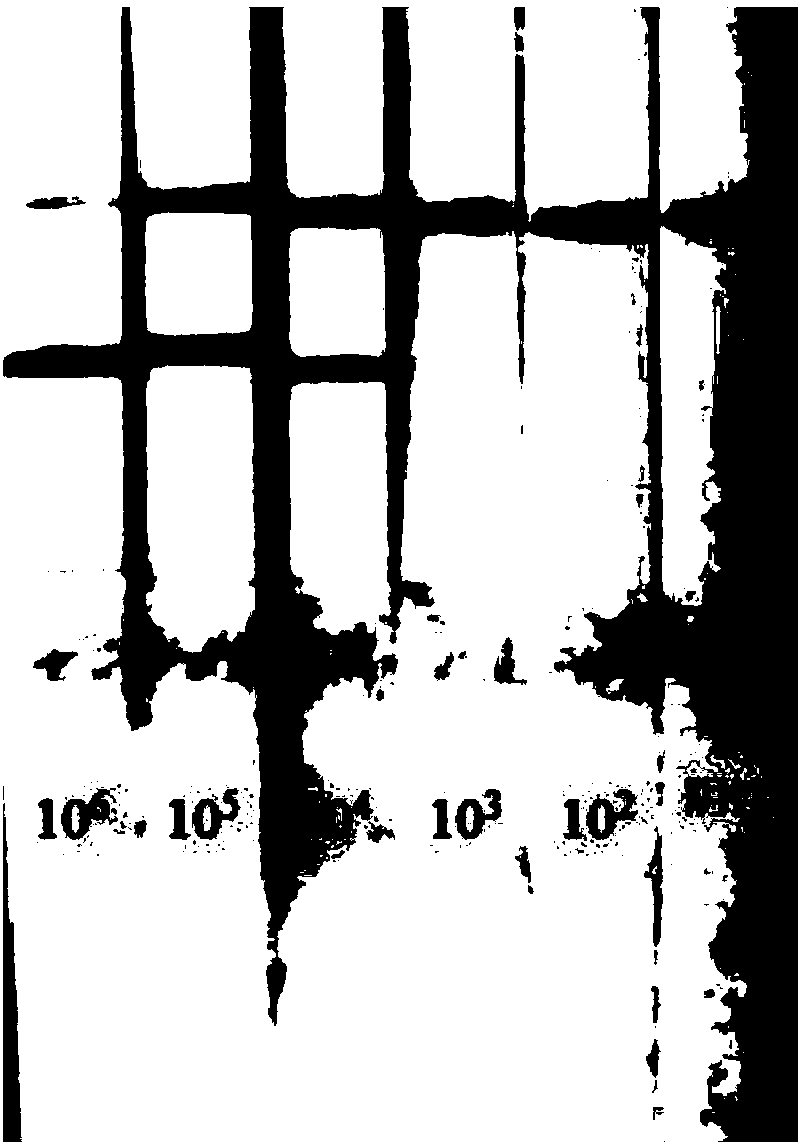 Method of detecting microorganisms and application thereof