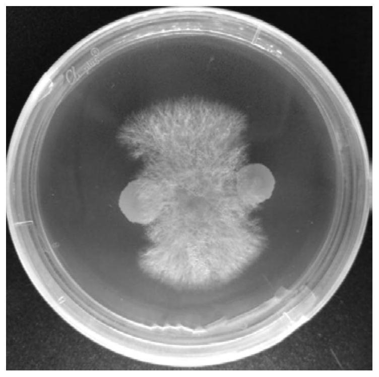 Application of Brevibacillus lateralosporus mes818 in Tomato Cultivation