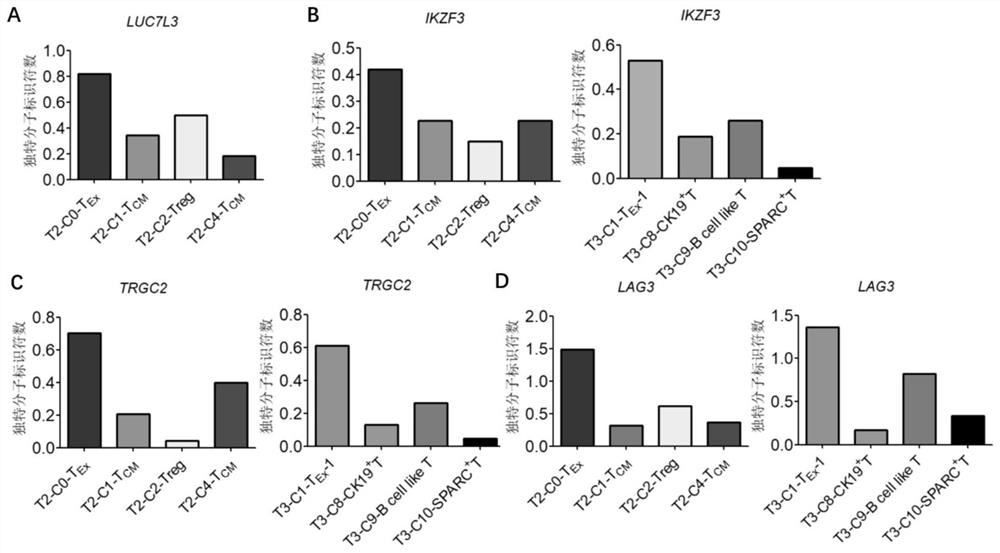 Bladder cancer exhausted T cell subset as well as characteristic genes and application thereof