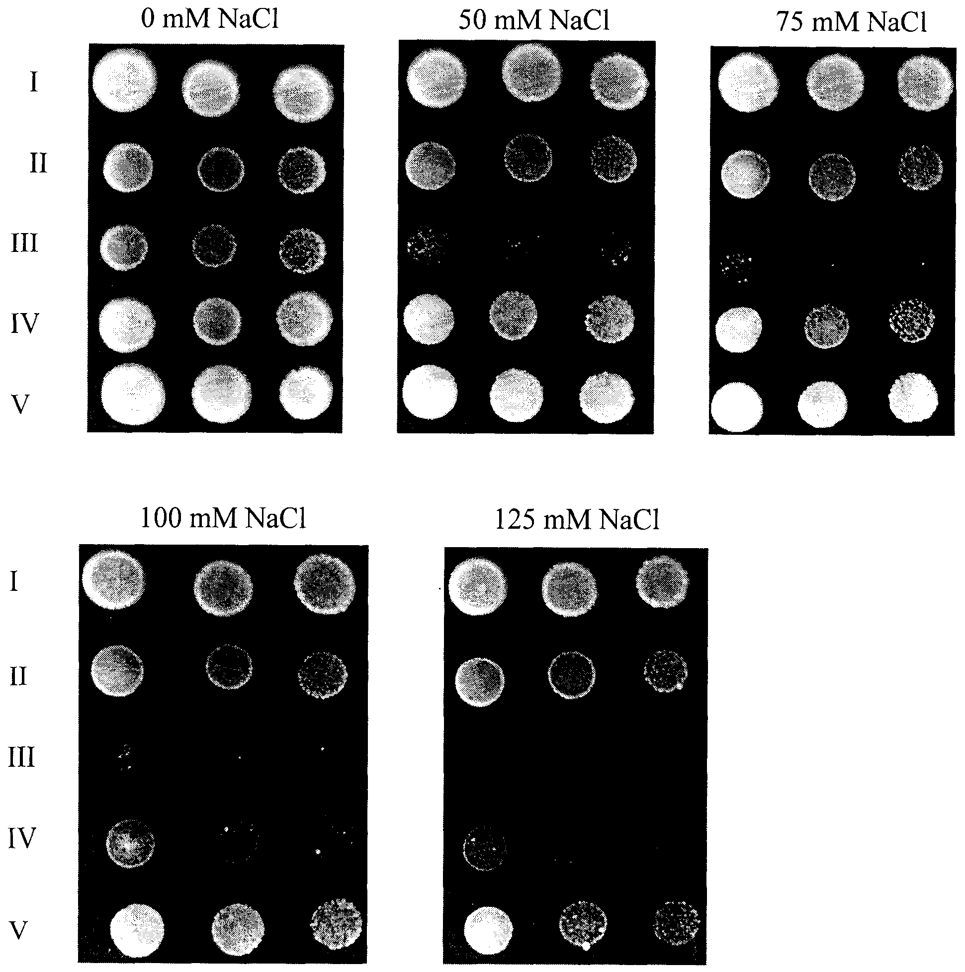 Plant strong salt-resistant gene AtNHXS1 and its coding protein and application