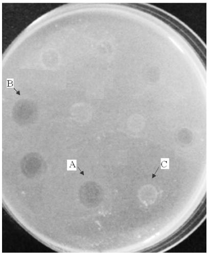 Polypeptides and extracellular metabolites of Lactobacillus plantarum and their application, method and identification method for inducing Lactobacillus plantarum to produce bacteriocin