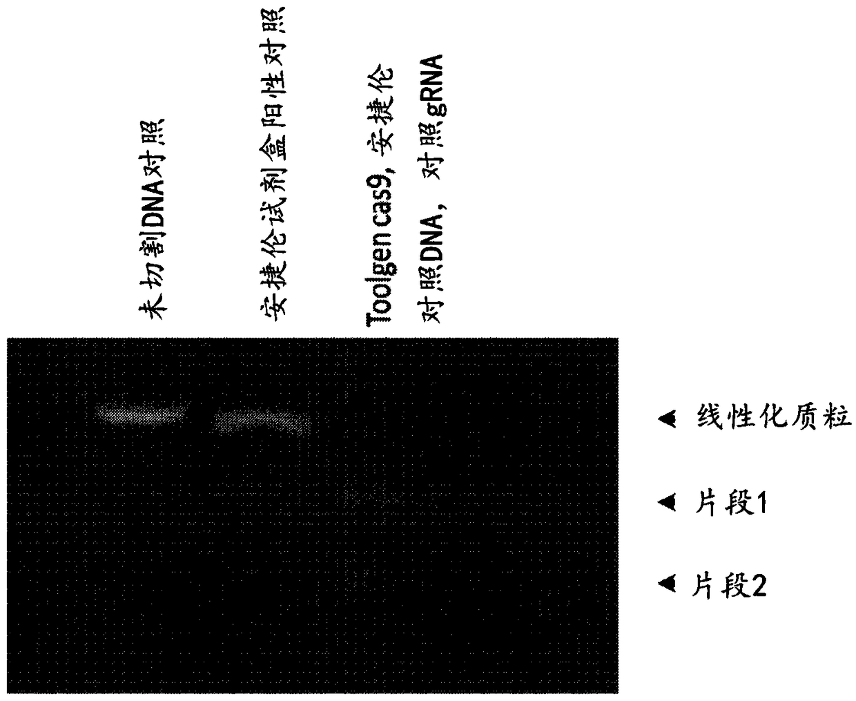 Vector-free delivery of gene editing proteins and compositions to cells and tissues