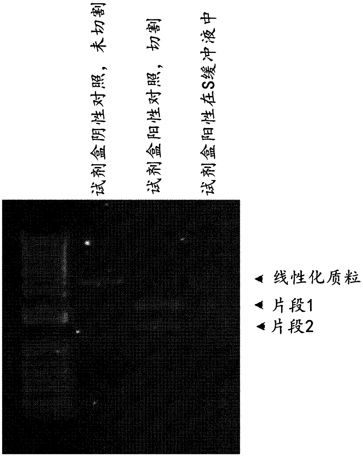 Vector-free delivery of gene editing proteins and compositions to cells and tissues